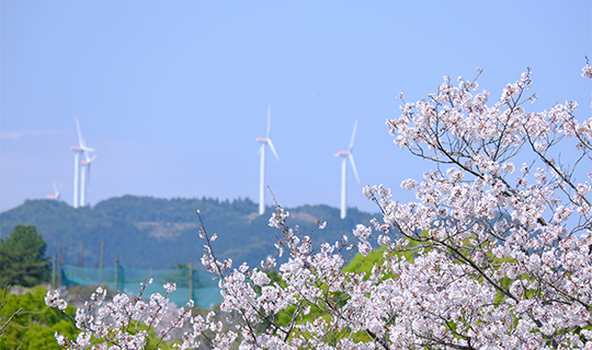 Cherry blossoms in the forefront of a wind energy farm in Japan. With preferential market access provided by the Comprehensive and Progressive Agreement for Trans-Pacific Partnership (CPTPP), the time is right for Canadian exporters to take a fresh look at importing into Japan.