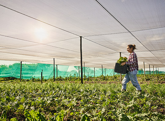Person walking through a crop field under shade netting carrying a crate of leafy greens.