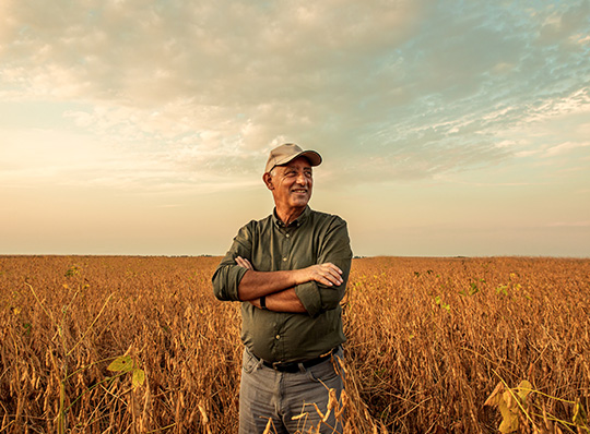 Farmer standing in soybean field examining crop at sunset.
