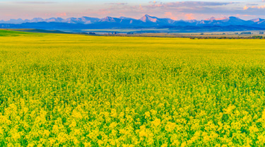 Coucher de soleil sur un vaste champ de canola jaune vif en milieu rural en Alberta.