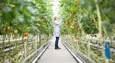 Food scientist inspecting tomato plants in greenhouse.