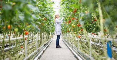 Food scientist inspecting tomato plants in greenhouse.