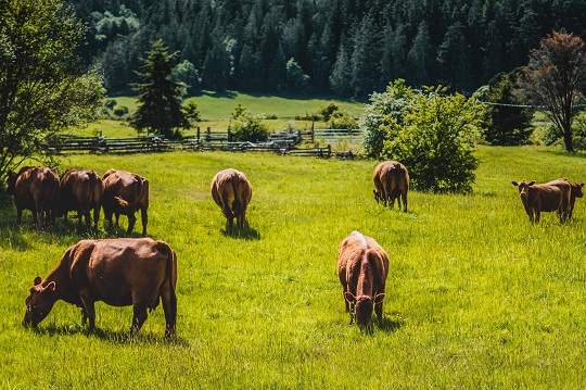 Cows grazing in a field