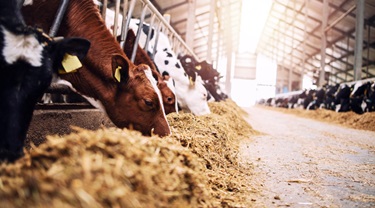 Cows being milked in a barn