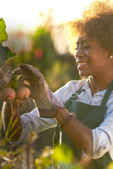 Female farmer picking fresh beetroot