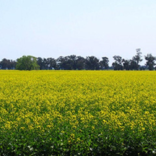 Canola