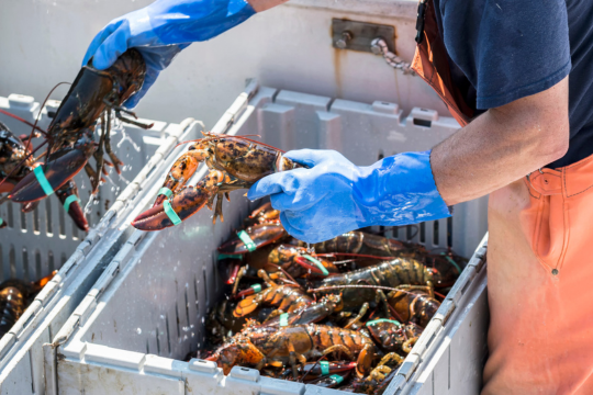 Un pêcheur trie des homards vivants par taille dans des bacs sur son bateau pour les exporter vers l’Asie.