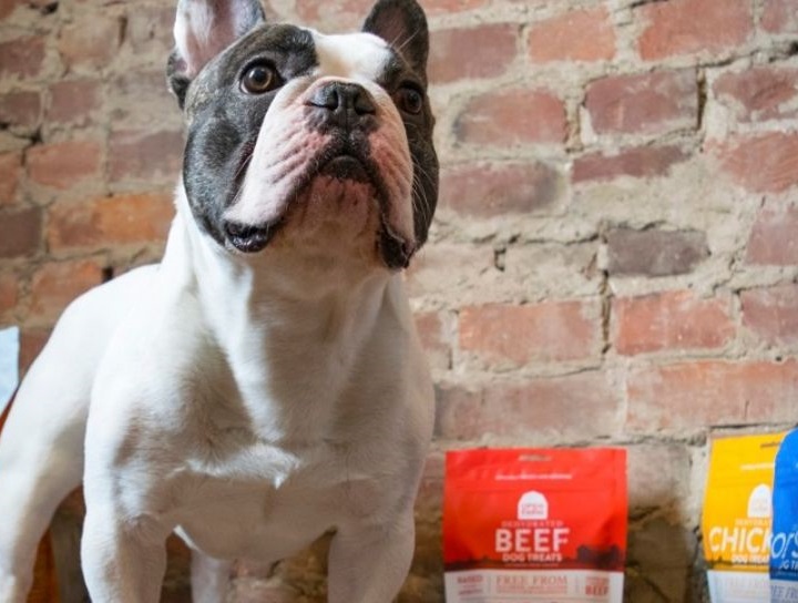 Bouledogue français assis devant un mur de briques intérieur, à côté de sacs de nourriture éthique pour animaux d’Open Farm.