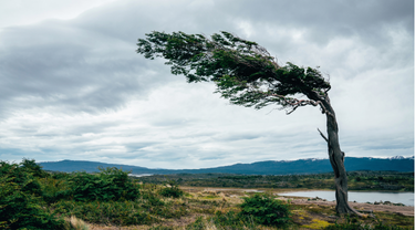 A wind-bent tree, nearly breaking, yet standing strong and resilient.