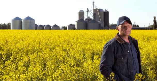 Agriculteur dans un champ de canola face à l’incertitude en raison des nouveaux tarifs américains et des droits chinois sur les exportations canadiennes.