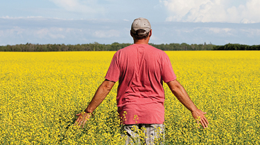 Un agriculteur inspecte sa culture de canola jaune vif par une journée ensoleillée, avec des nuages au loin.