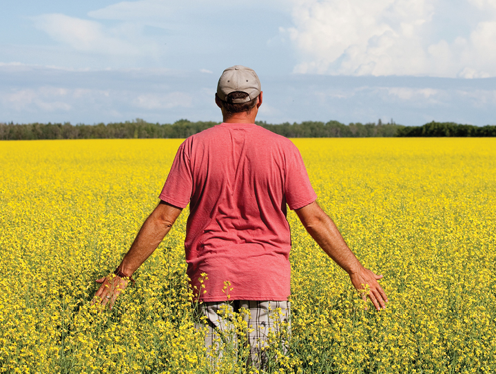 A male farmer inspecting his bright yellow canola crop on a clear sunny day with clouds in the distance.