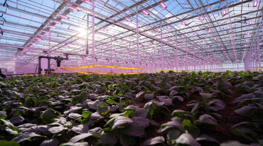 Sollum’s dynamic LED lights illuminate greenhouse crops.