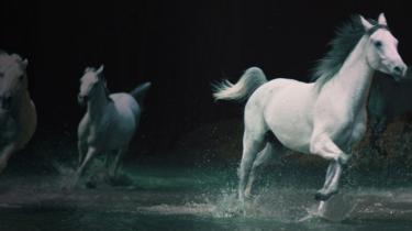 Montreal touring show Cavalia