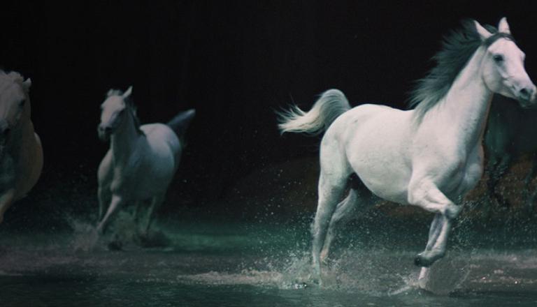 Montreal touring show Cavalia