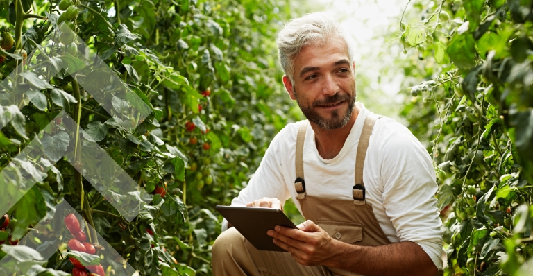 Worker using digital tablet in greenhouse