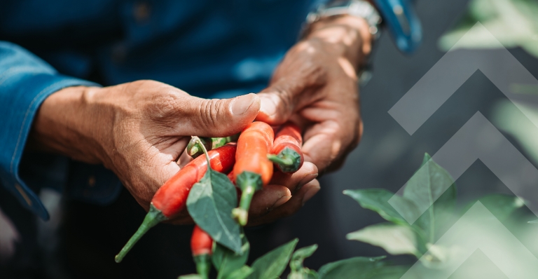 Close up of male farmer holding chilli crop with both hands