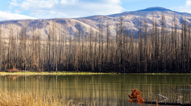 A firefighter in Cache Creek, B.C., sets a backfire to combat a raging forest blaze.