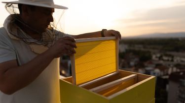 A person wearing protective beekeeping gear lifts a honeycomb frame from a rooftop beehive at sunset.