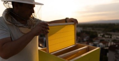Une personne portant un équipement de protection d’apiculture retire un cadre de miel d’une ruche sur un toit au coucher du soleil.