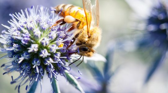 A close-up of a bee collecting nectar from a purple flowering plant, with pollen visible on its legs.