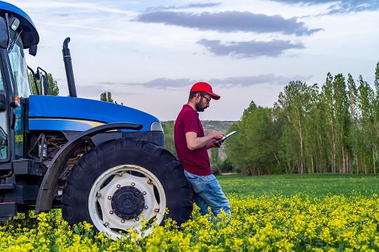 Farmer uses table by tractor in canola field.