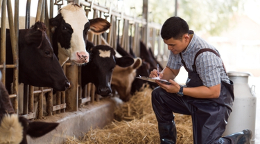 Agriculteur agenouillé dans une étable laitière, consignant des données sur chaque vache du troupeau.